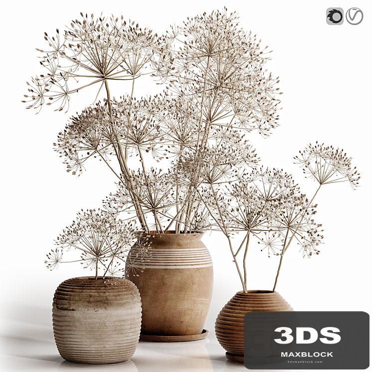 heracleum plant set