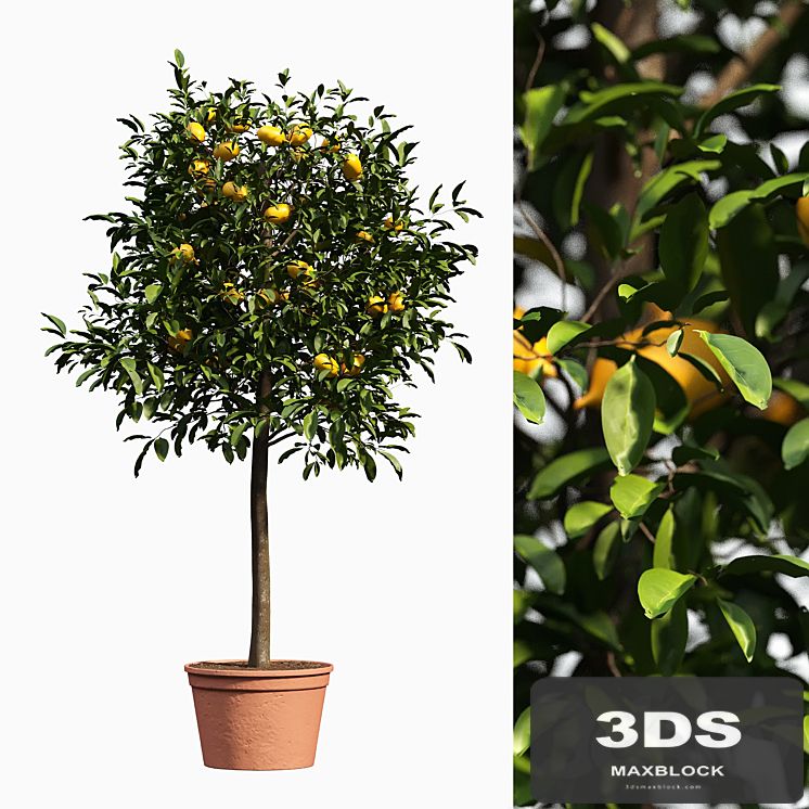 lemon bushes