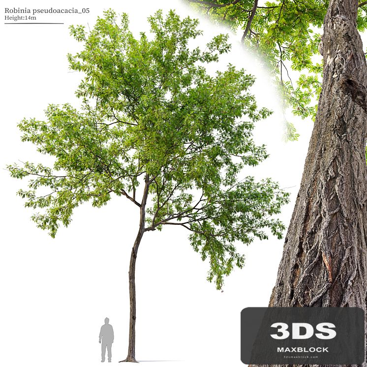Robinia pseudoacacia_05