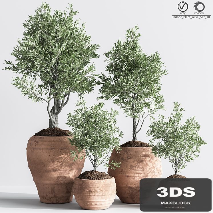 Indoor_Plant_olive_Set_10