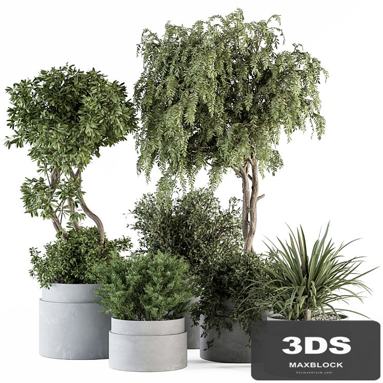 indoor Plant Set 341- Tree and Plant Set in Gray pot