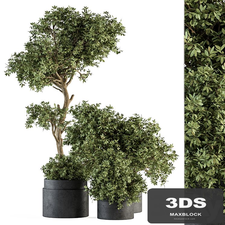 Outdoor Plant Set 373 - Plant Set in Concrete Pot