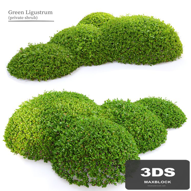 Green Ligustrum