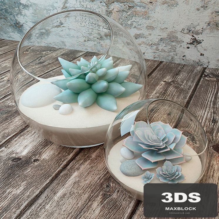 Succulents