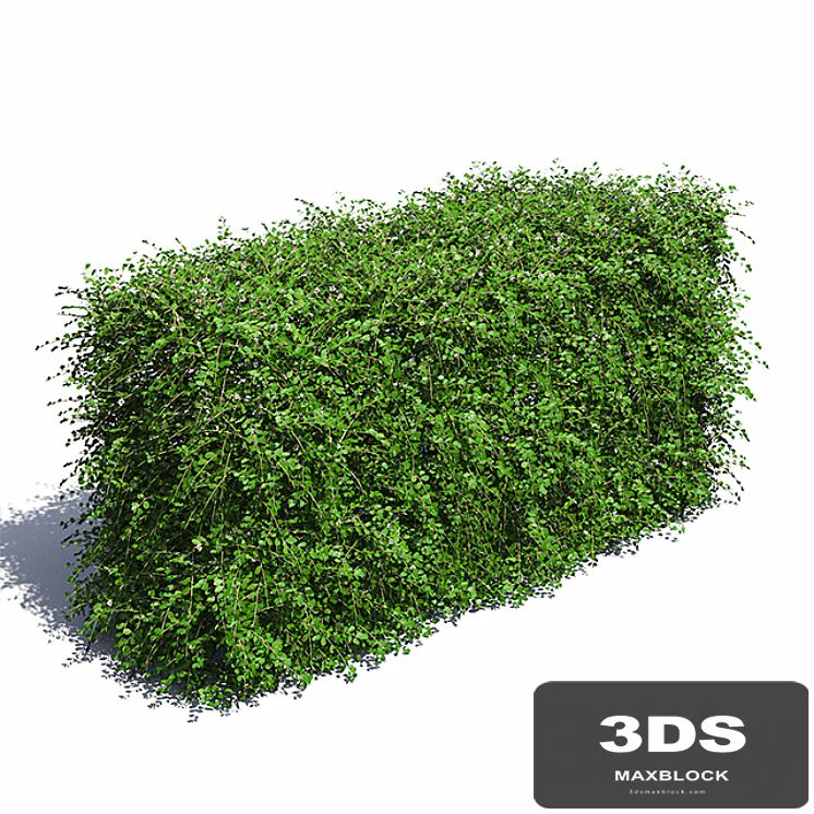 Hedge. Cotoneaster.