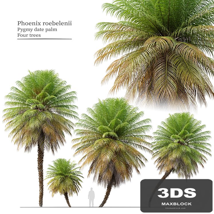 Phoenix roebelenii