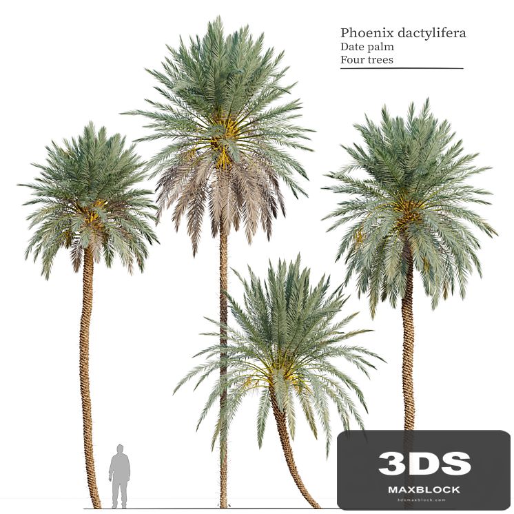 Phoenix dactylifera