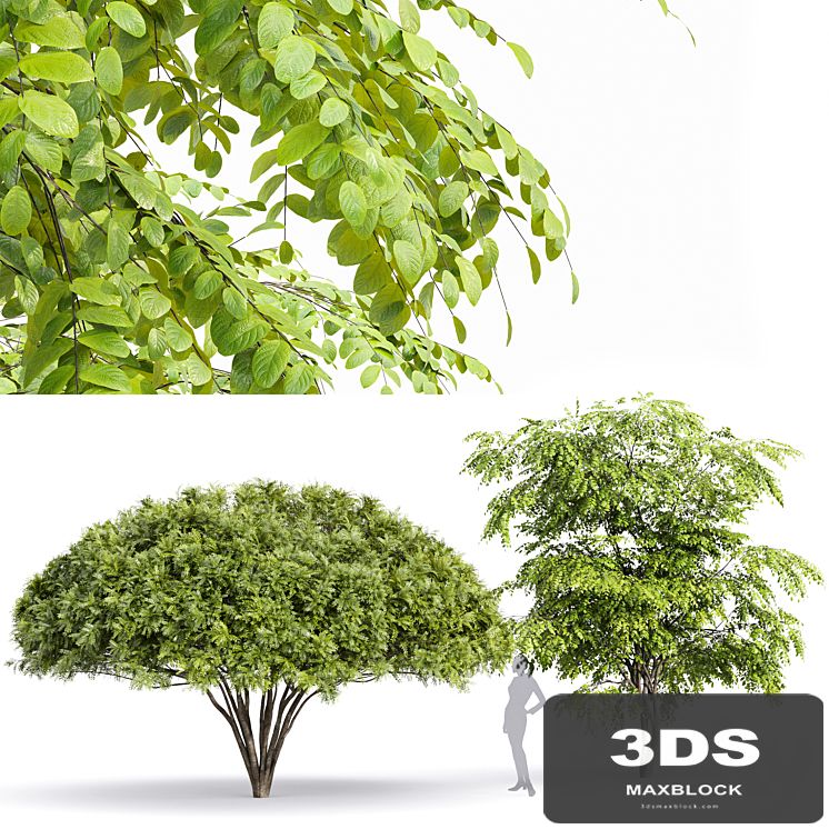 European Bladdernut Staphylea Pinnata and Palo verde trees