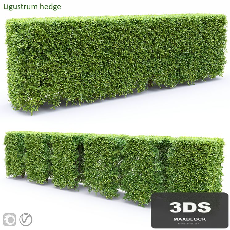 Ligustrum