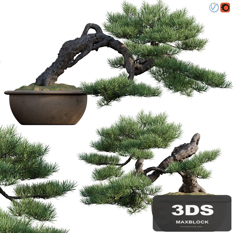 Pine bonsai 03