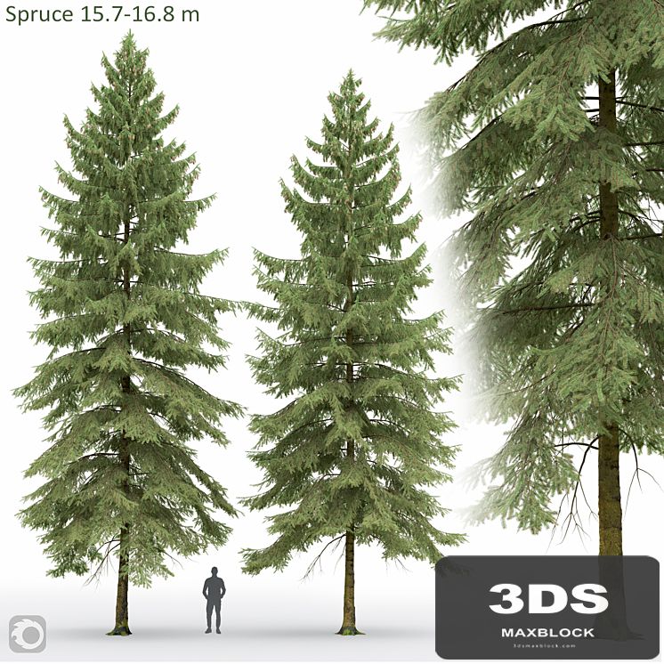 Spruce