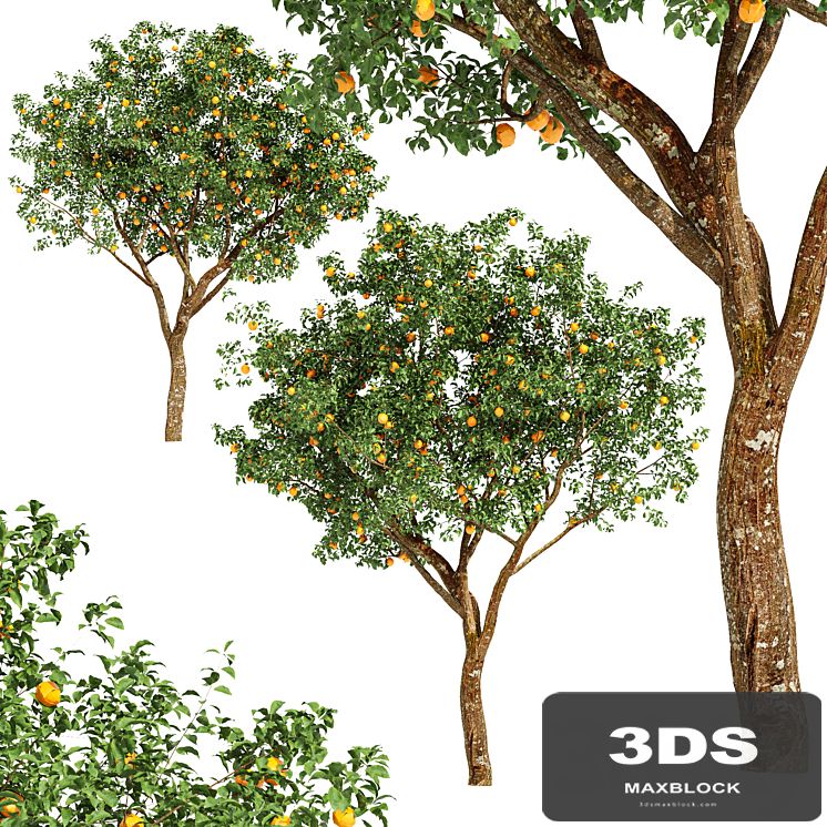 fruit trees-orange