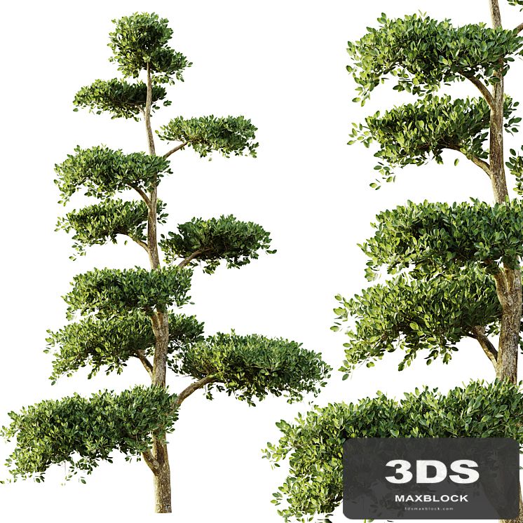 tree set 04