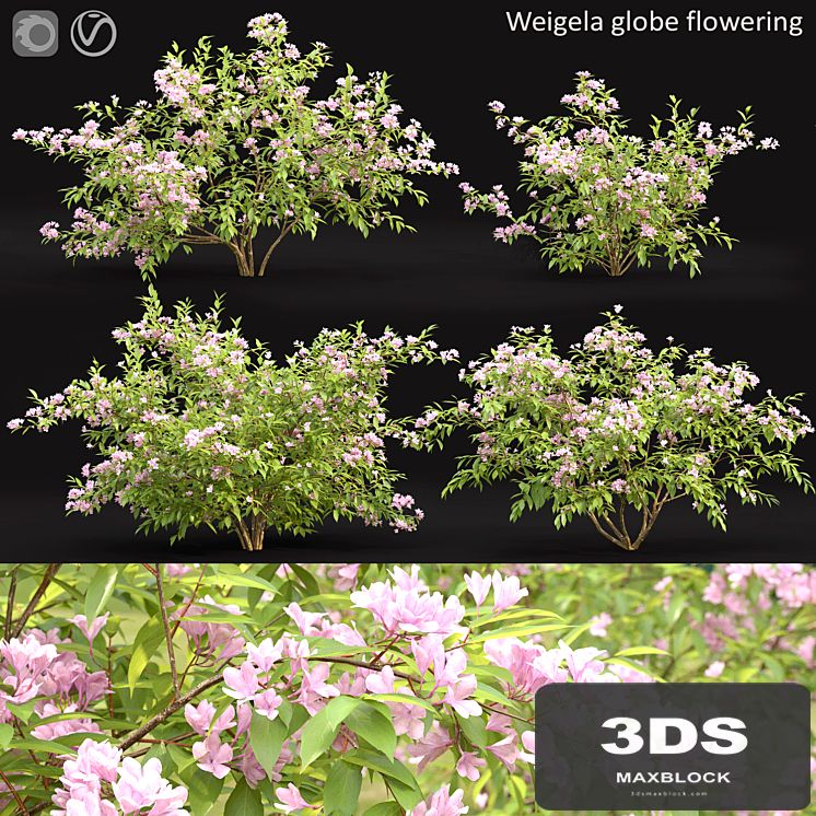 Weigela