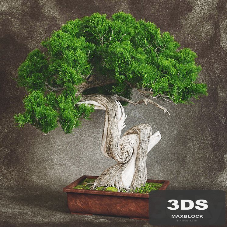 Bonsai 2