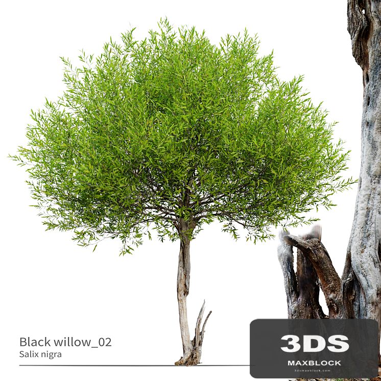 Black willow_02