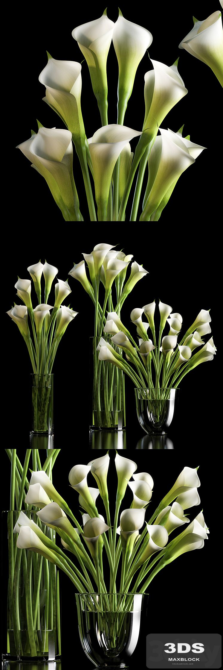 CALLA LILLY