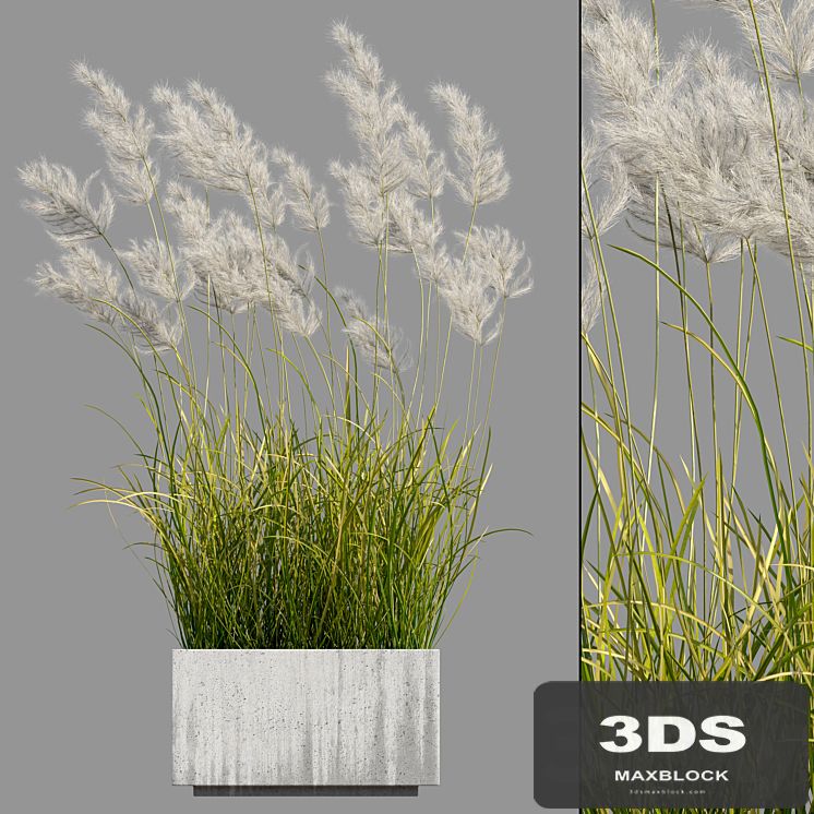 pampas grass 3