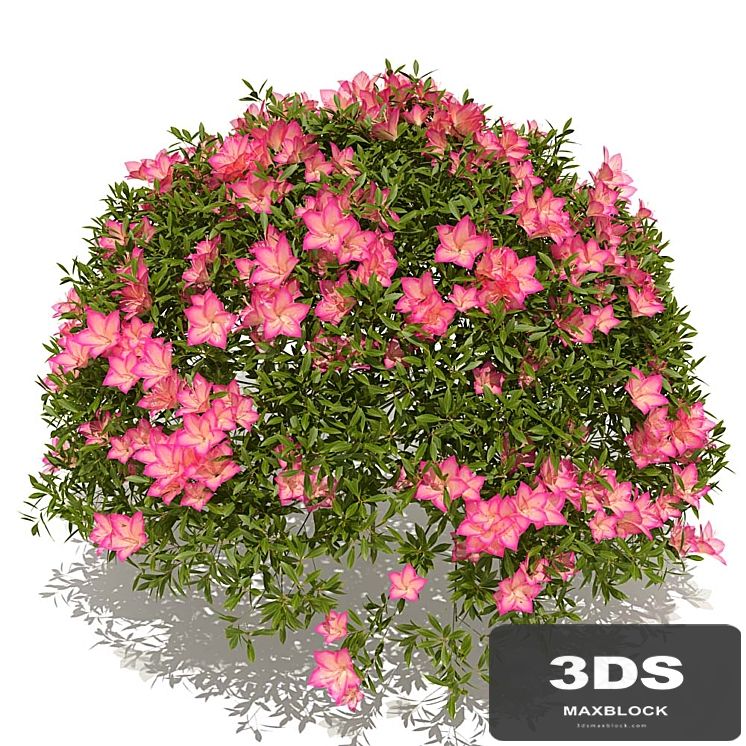 azalea bush