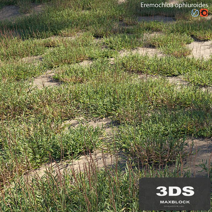 Eremochloa ophiuroides - wild