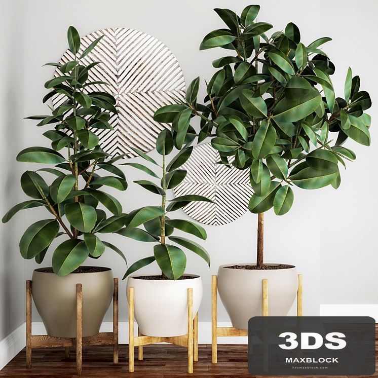 The collection of plants in pots 22. Ficus, pot, flowerpot, interior tree, decor, panel, Scandinavian, African, ficus abidjan