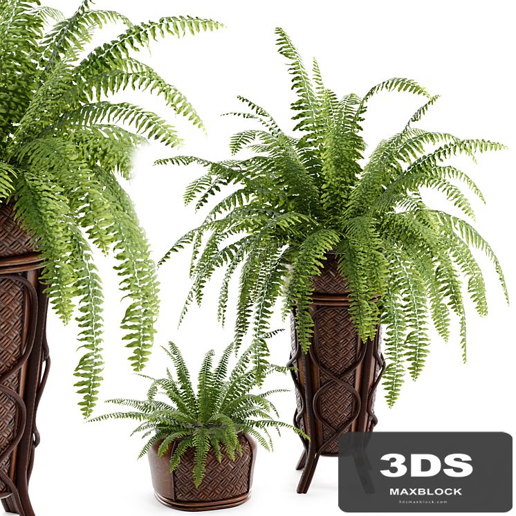 Boston Fern