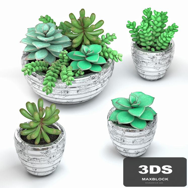 Succulents