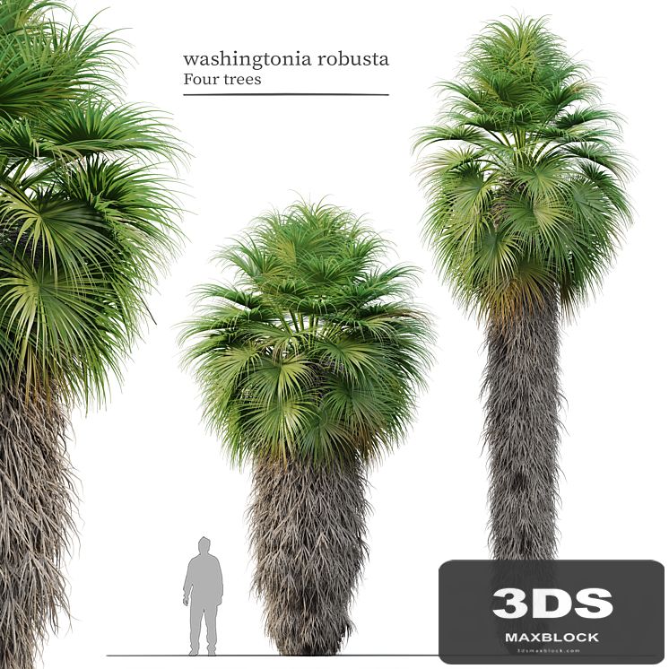 Washingtonia robusta