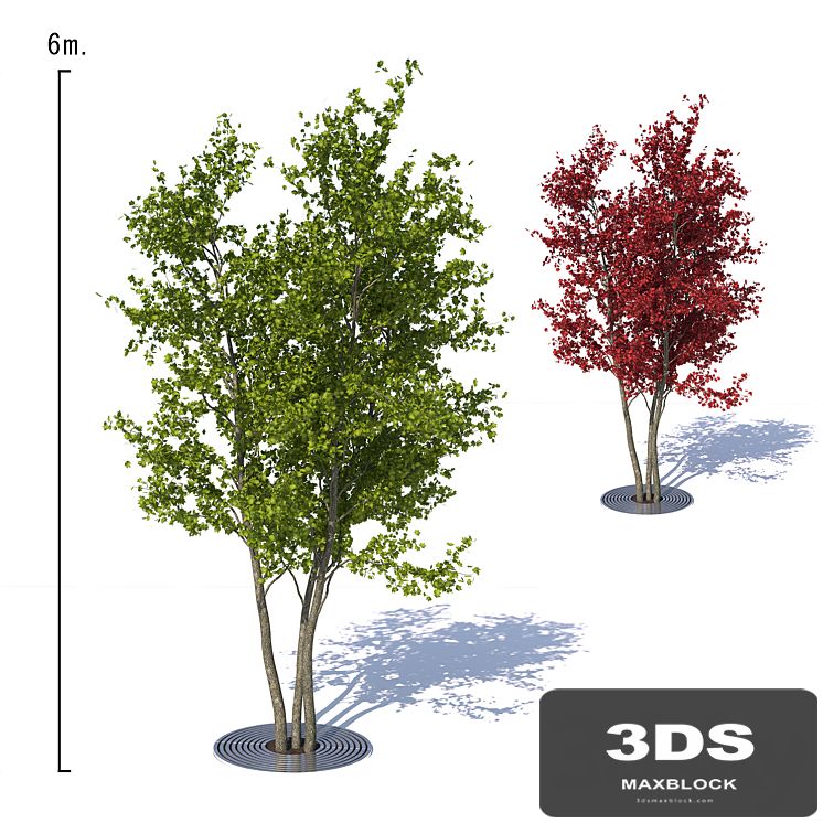 Urban Maple Tree