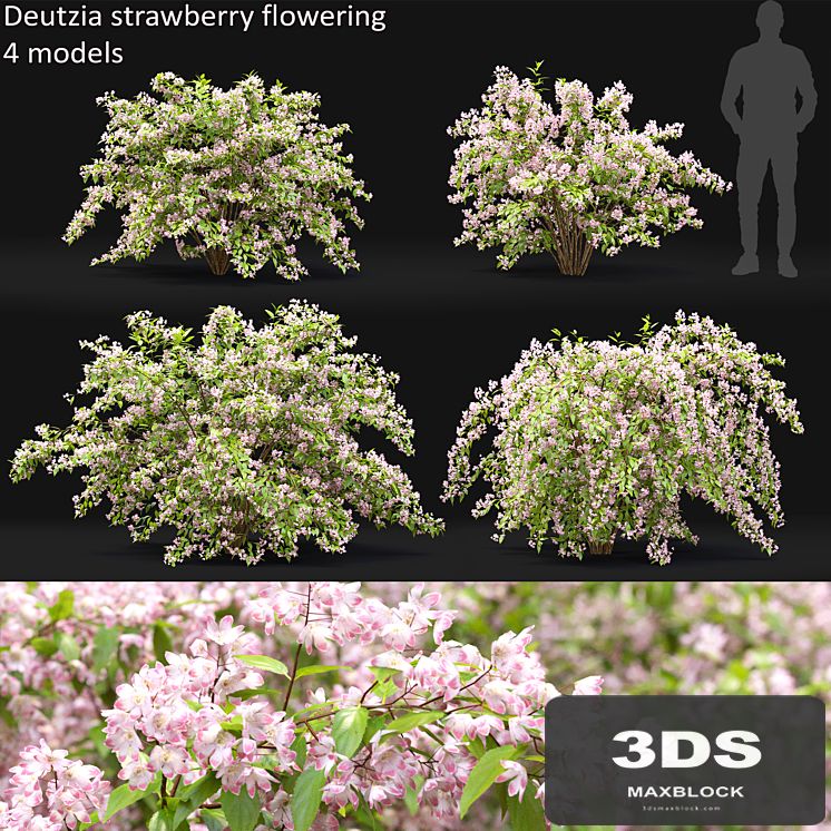 Deutzia strawberry