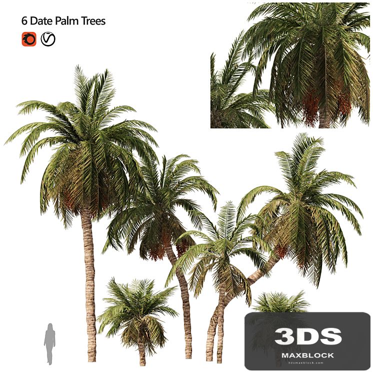 6 Arbian Date Palm Trees