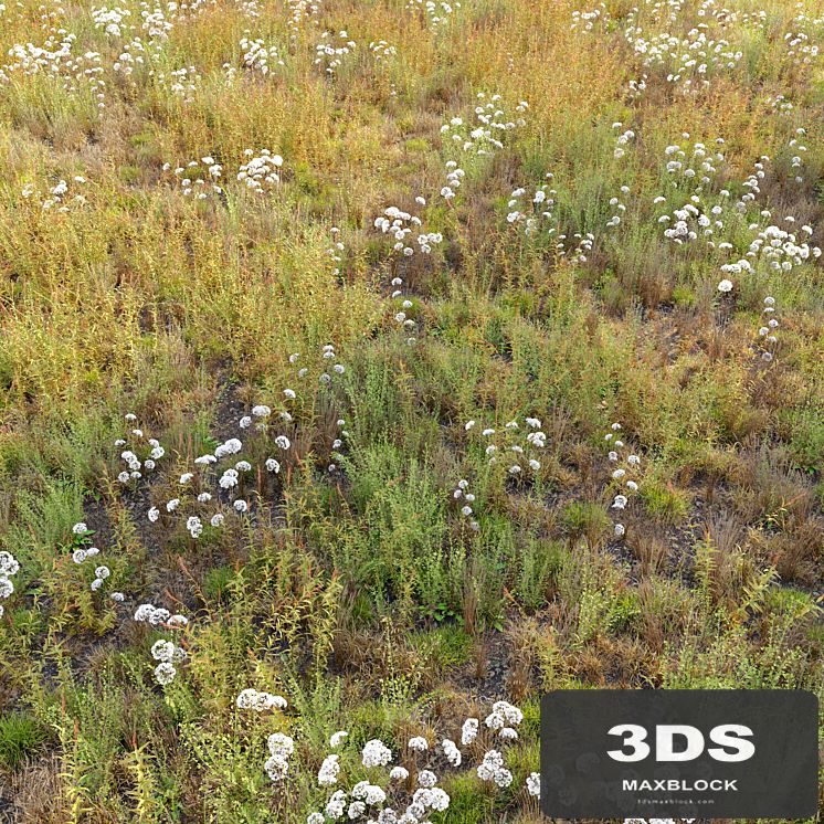 Meadow_10