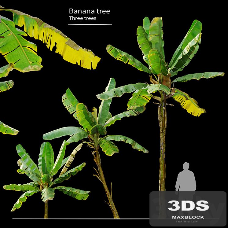 Banana Tree