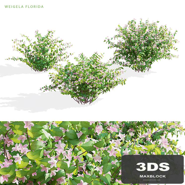 Weigela blooming 3 bush | Weigela florida