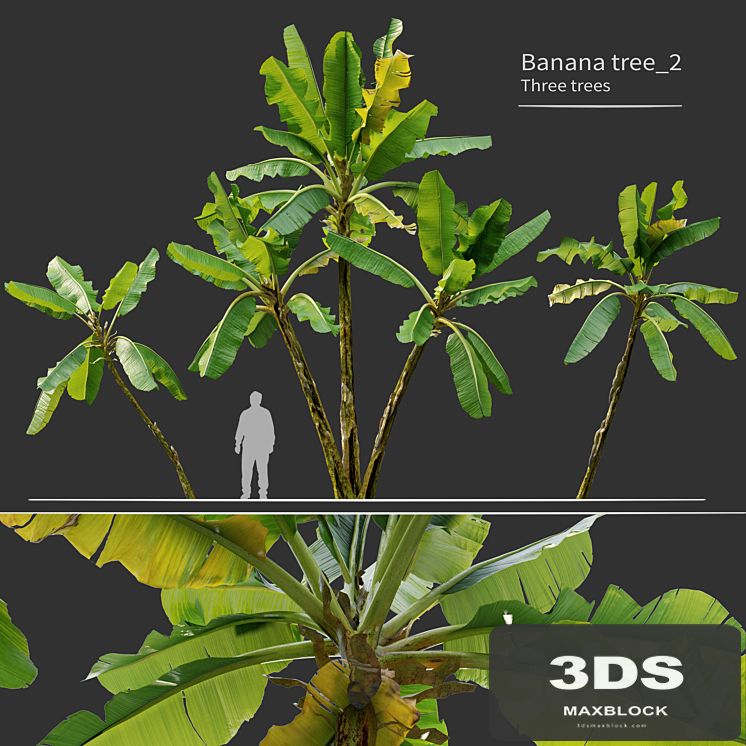 Banana tree_02