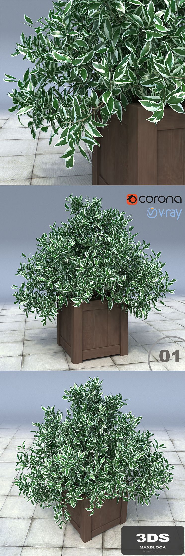01 Euonymus bush in the tub / Euonymus Silver Queen