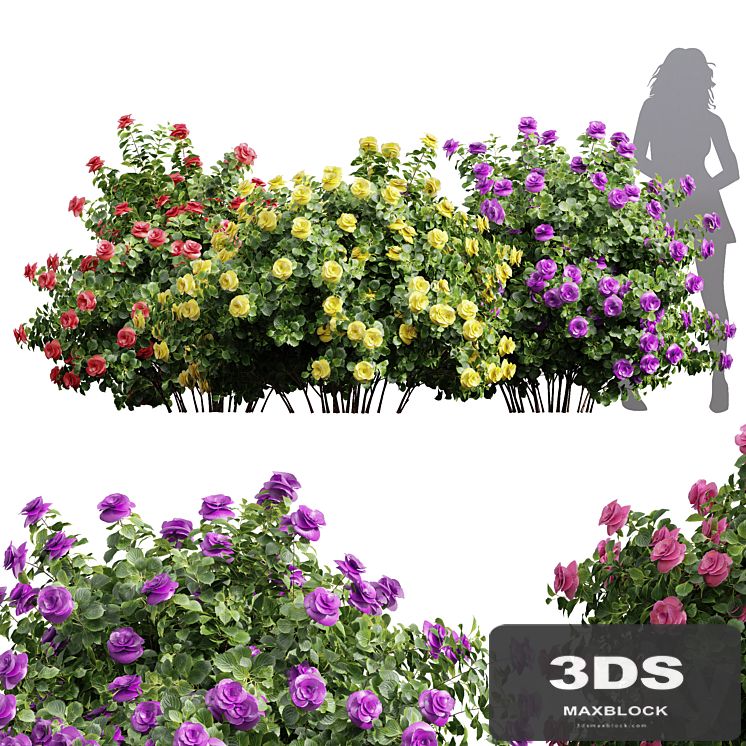 New Plant High detail Climbing Roses Bush