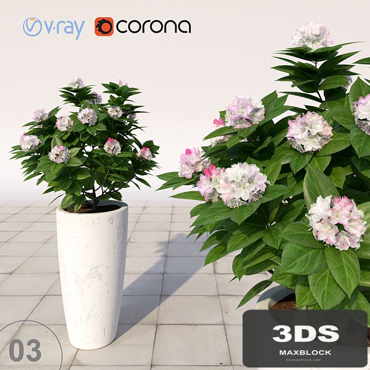 03 Rhododendron blossoming / Rhododendron