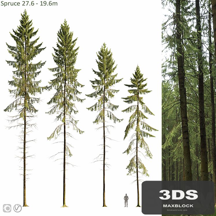 Spruce