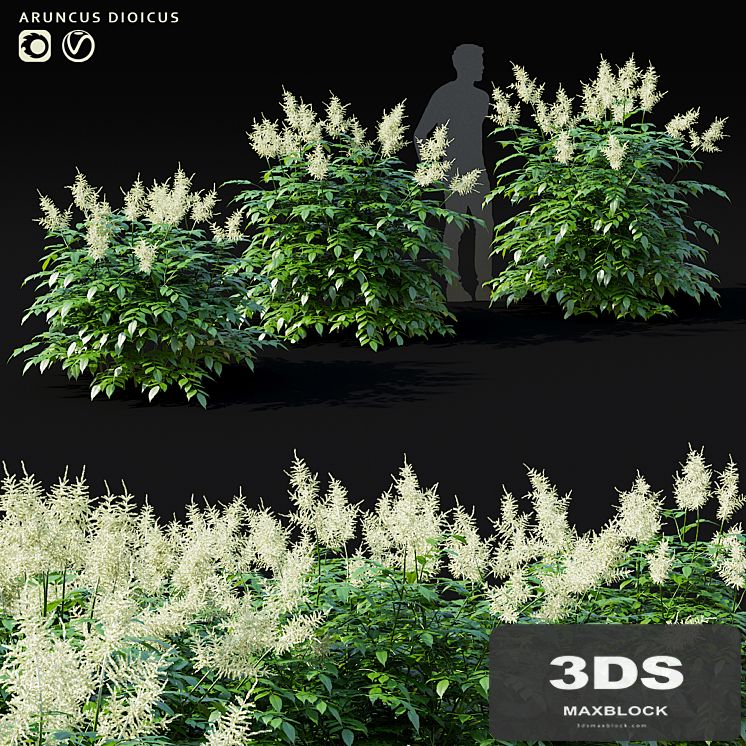 Volzhanka vulgaris flowers | Aruncus dioicus