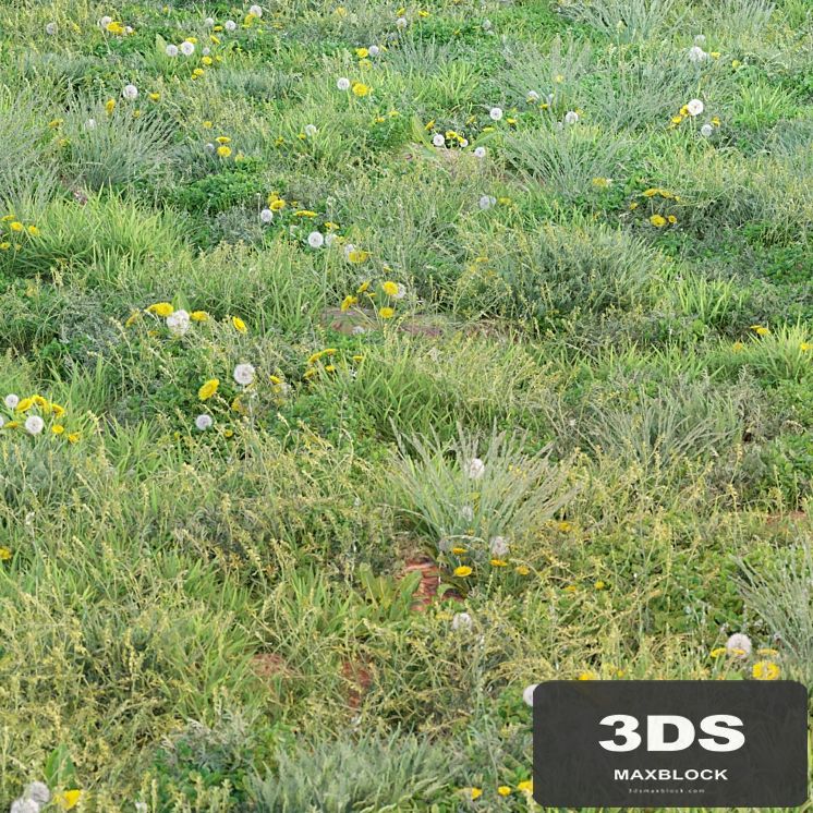 spring summer grass