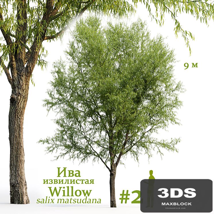 Willow / Salix matsudana #2