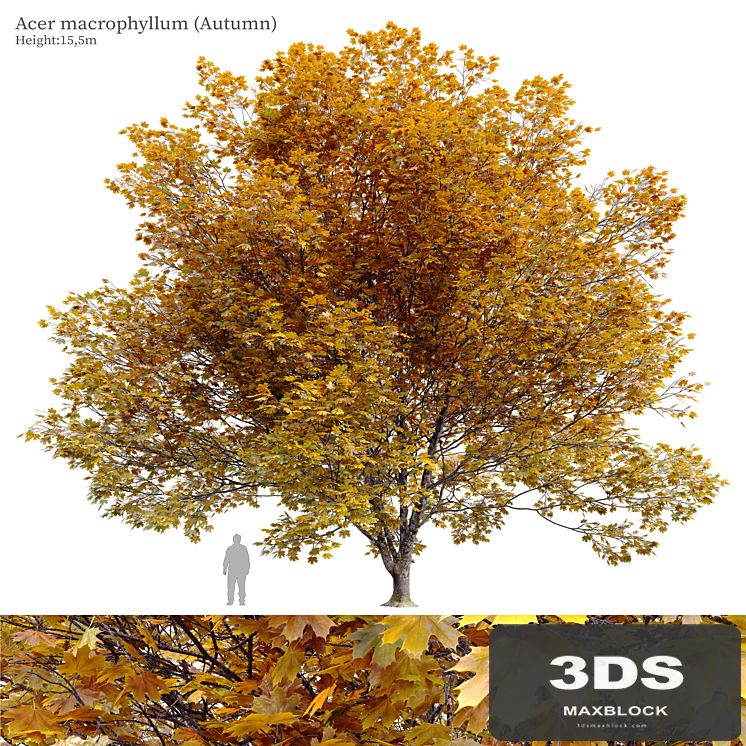 Acer macrophyllum (autumn)