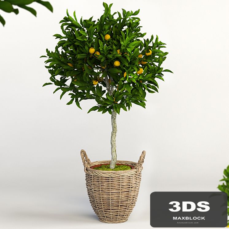 Lemon Tree