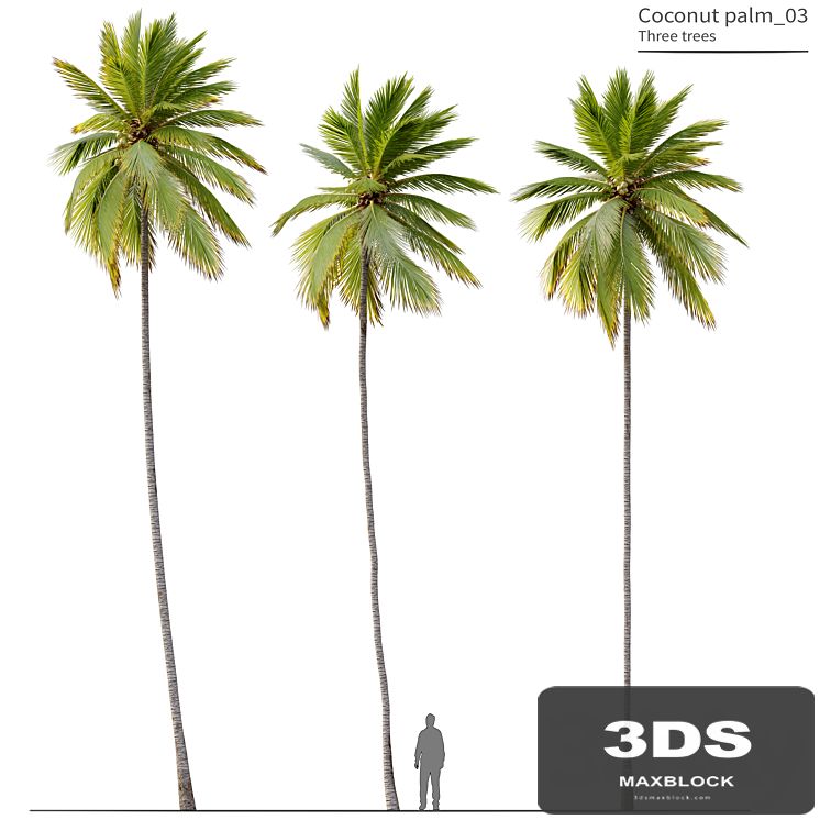 Coconut Palm 03
