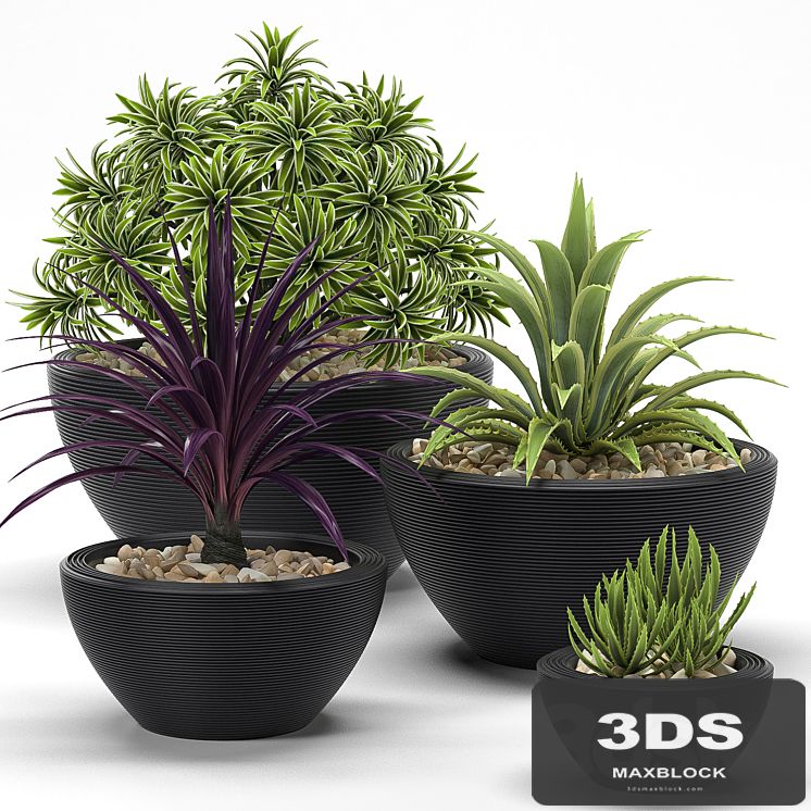 PLANTS 17