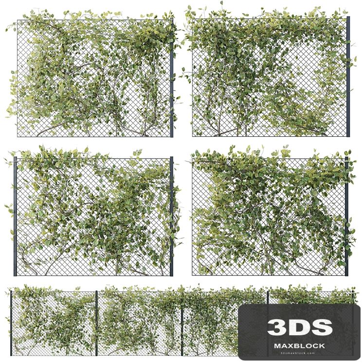 Ivy on Fence 02
