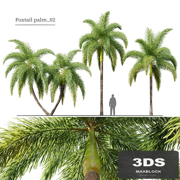 Foxtail Palm 02