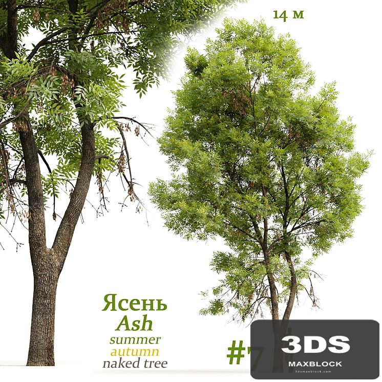 Ash-tree / Fraxinus #7