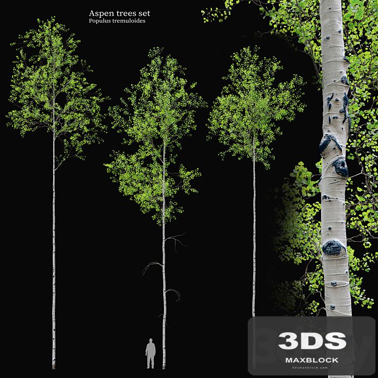 aspen tree set